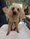 Watto (NOT YET AVAILABLE - ADOPTION RETURN)