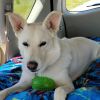 Zorro photo 2