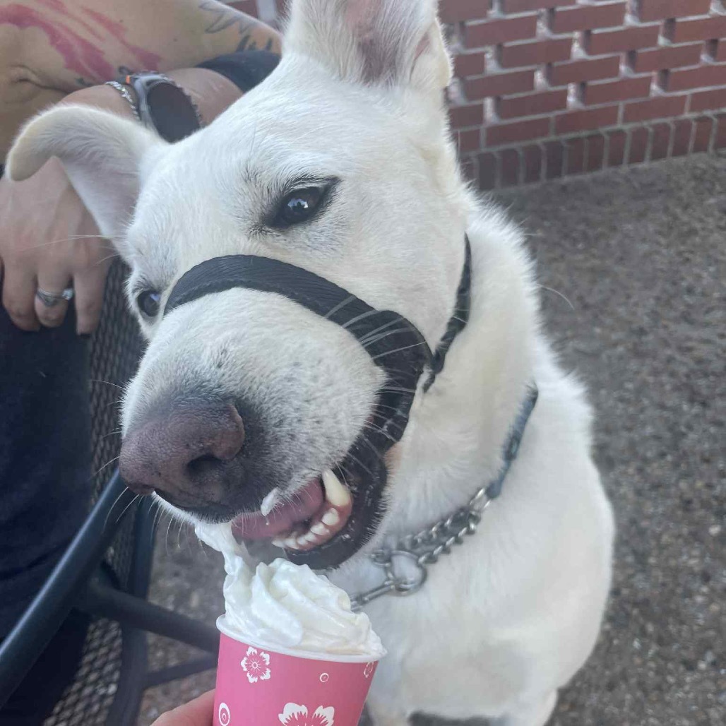 Zorro