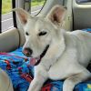 Zorro photo 4