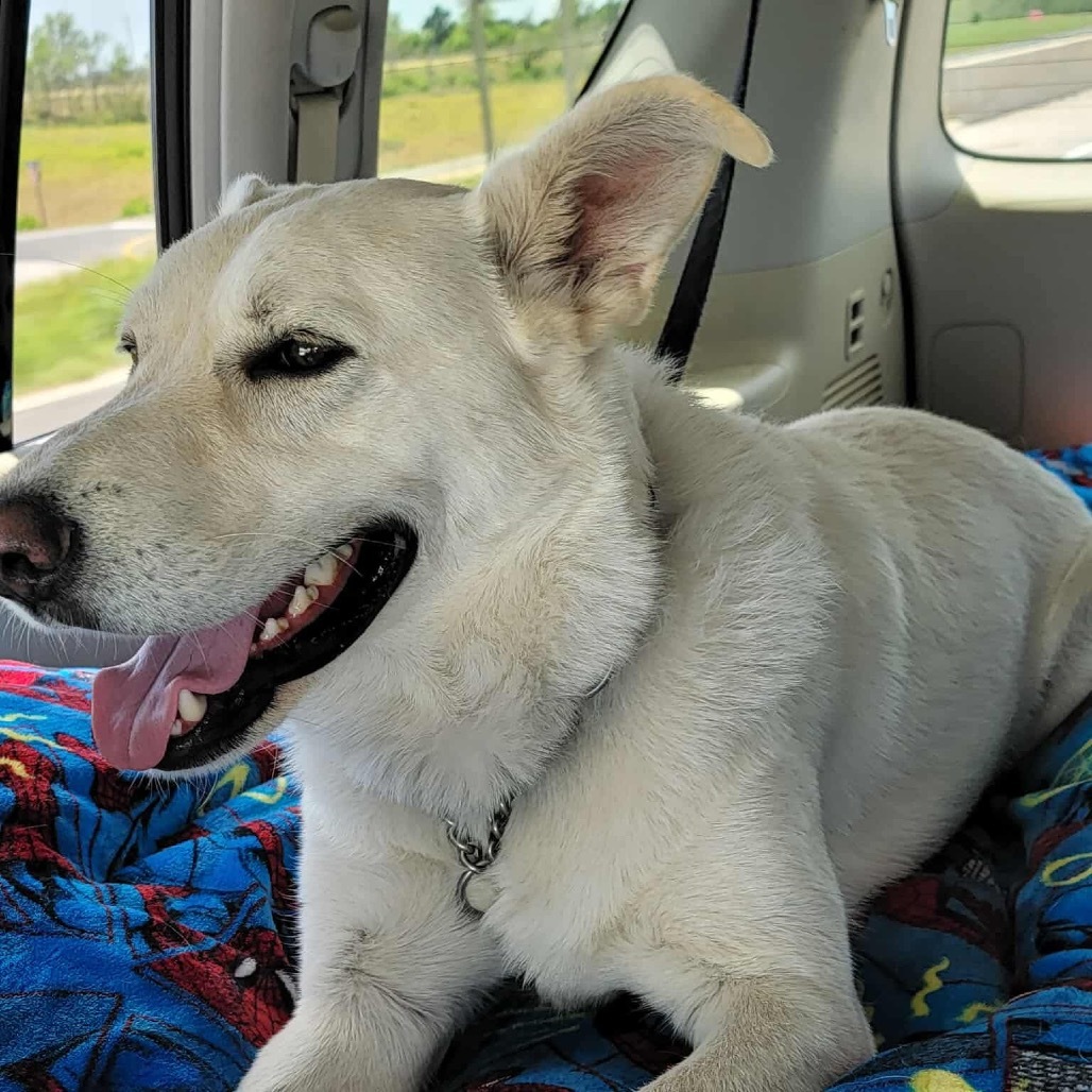 Zorro