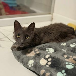 Mr. Puff, Senior Male unknown