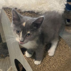 Peach, Baby Female unknown
