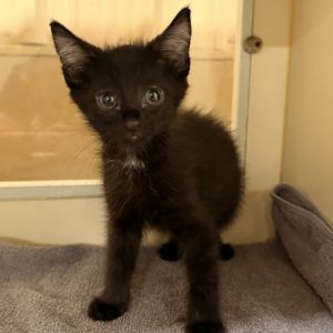 Coal, Baby Male unknown