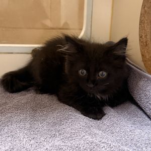 Phantom, Baby Male unknown