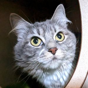 Minxy, Adult Female unknown