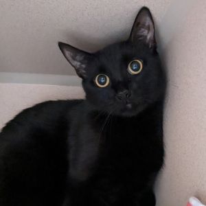 Mira, Young Female unknown