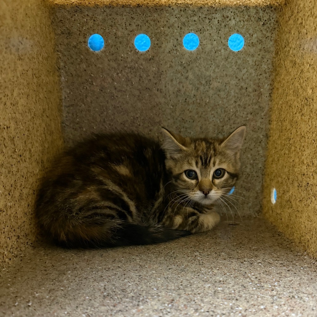 Paint Drip, an adoptable Domestic Short Hair in Cheyenne, WY, 82007 | Photo Image 1
