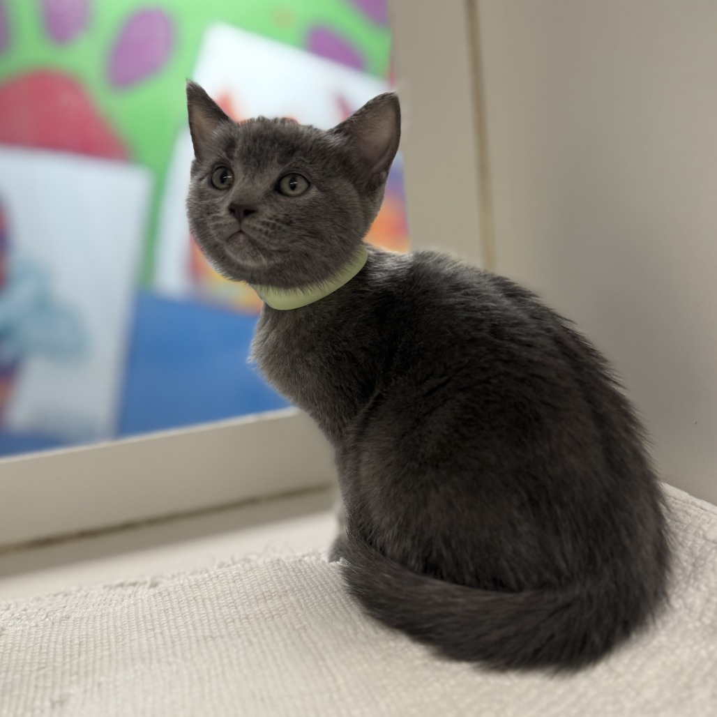 Max, an adoptable Domestic Short Hair in Cheyenne, WY, 82007 | Photo Image 1