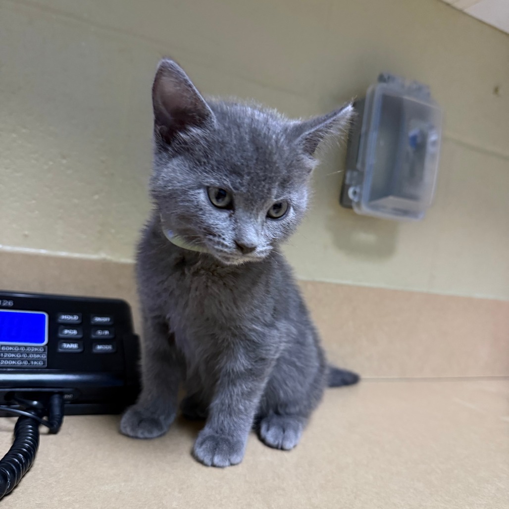 Max, an adoptable Domestic Short Hair in Cheyenne, WY, 82007 | Photo Image 2