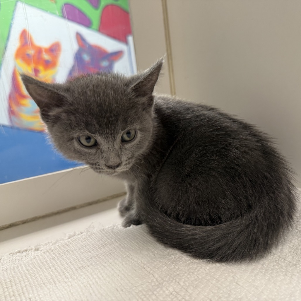 Max, an adoptable Domestic Short Hair in Cheyenne, WY, 82007 | Photo Image 3