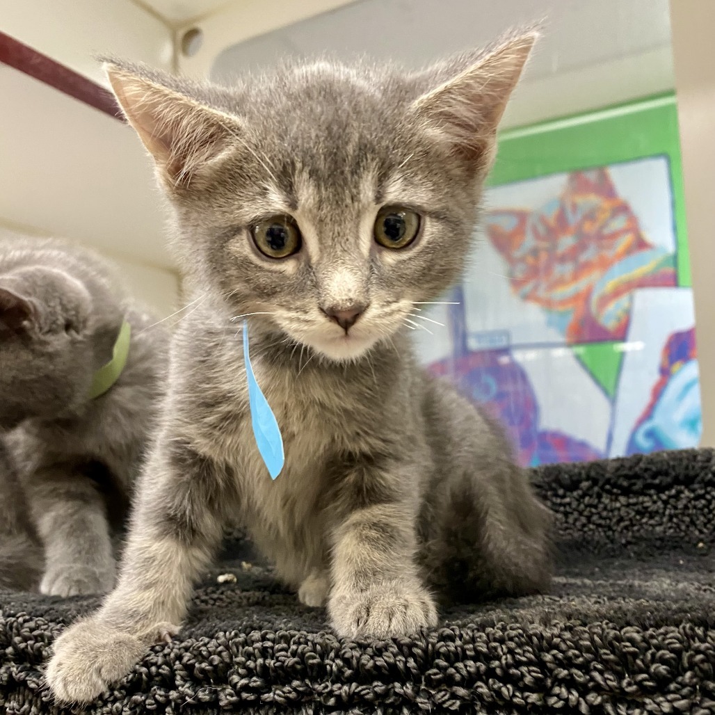 Marcus, an adoptable Domestic Short Hair in Cheyenne, WY, 82007 | Photo Image 1