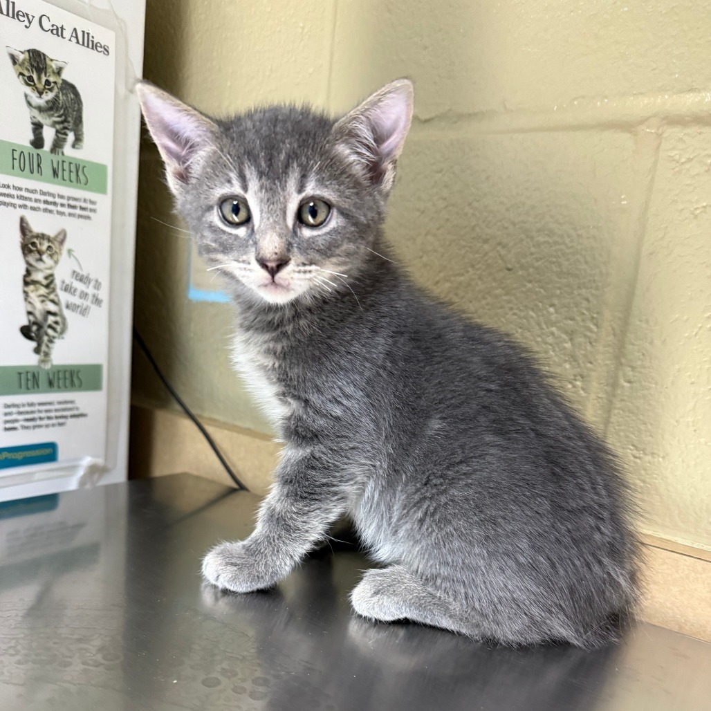 Marcus, an adoptable Domestic Short Hair in Cheyenne, WY, 82007 | Photo Image 2