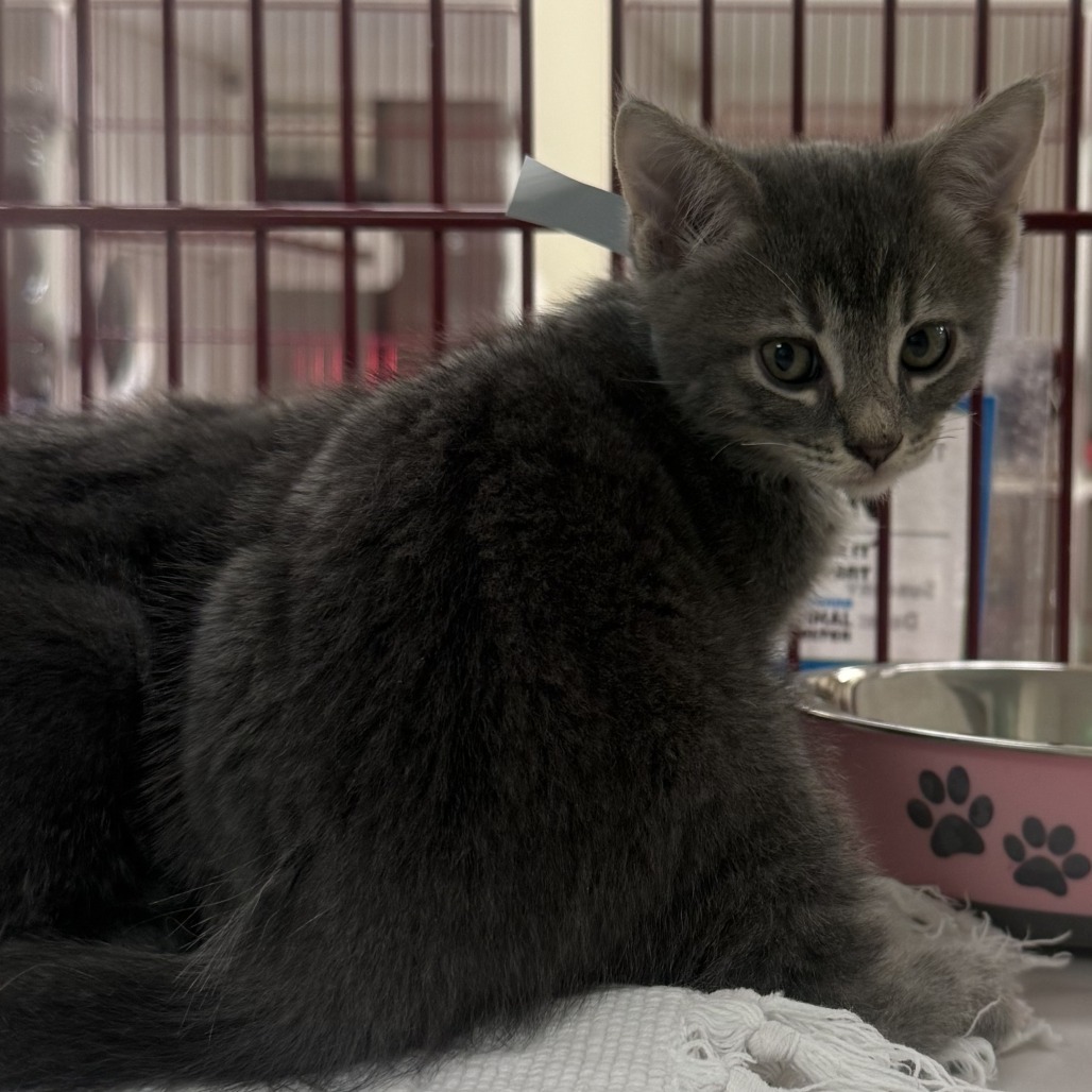 Marcus, an adoptable Domestic Short Hair in Cheyenne, WY, 82007 | Photo Image 3