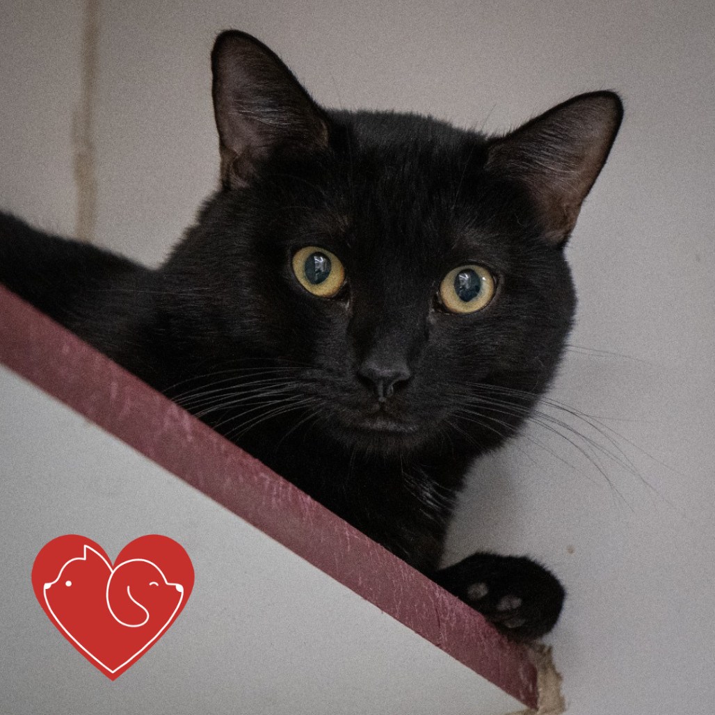 Banana, an adoptable Domestic Short Hair in Cheyenne, WY, 82007 | Photo Image 1