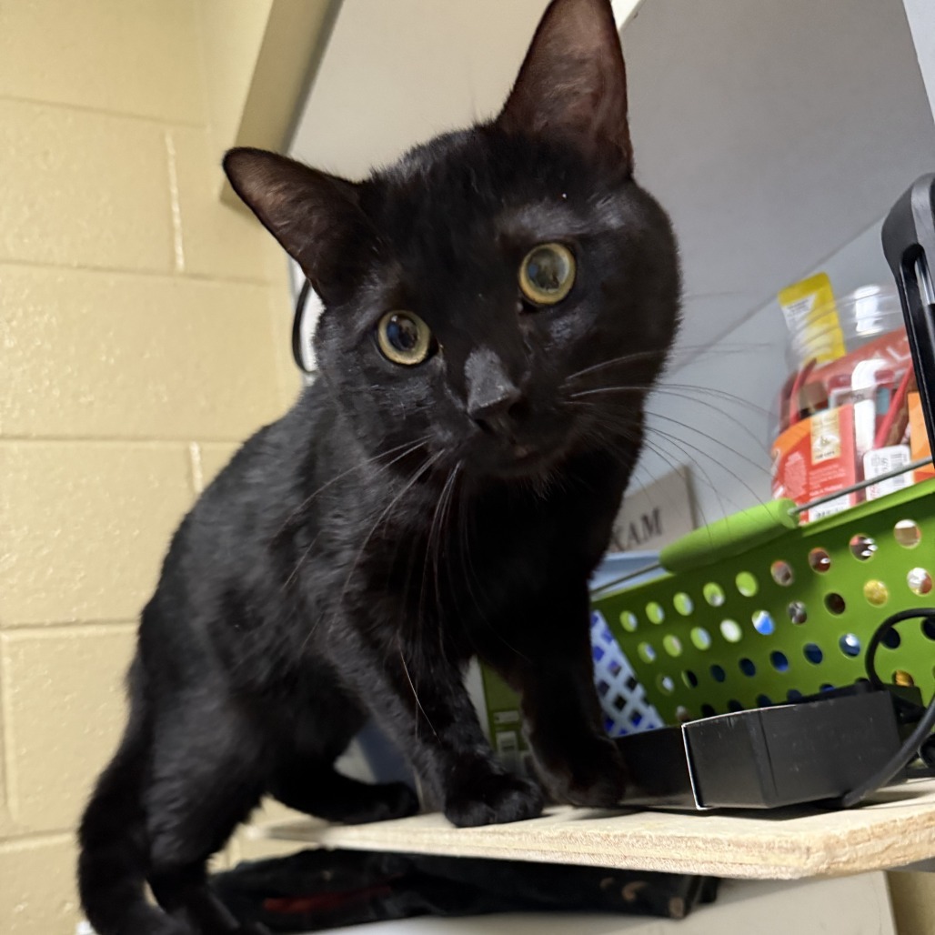 Banana, an adoptable Domestic Short Hair in Cheyenne, WY, 82007 | Photo Image 2