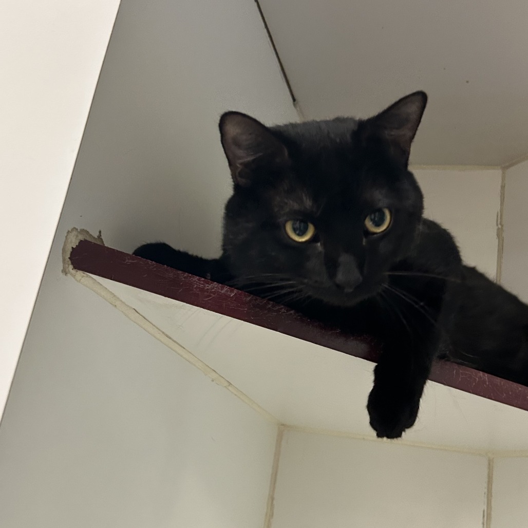 Banana, an adoptable Domestic Short Hair in Cheyenne, WY, 82007 | Photo Image 3