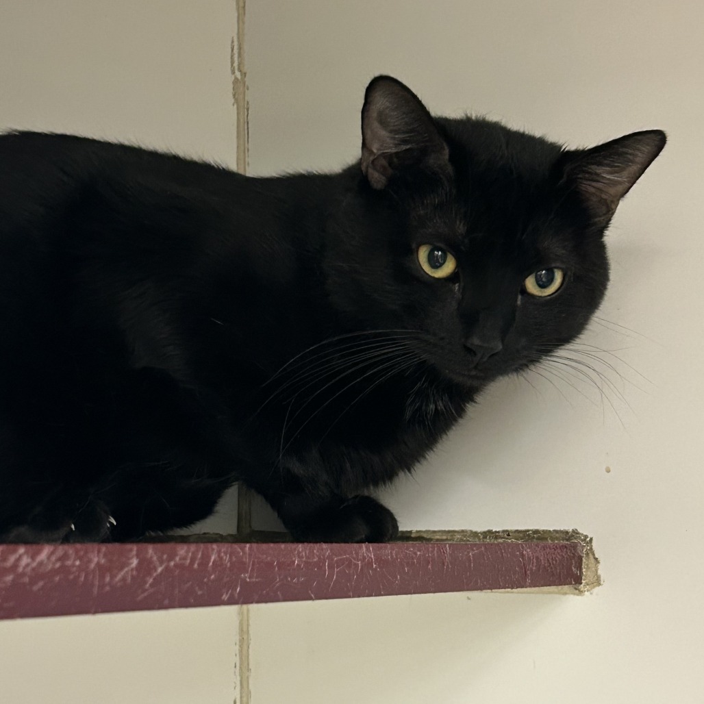 Banana, an adoptable Domestic Short Hair in Cheyenne, WY, 82007 | Photo Image 4