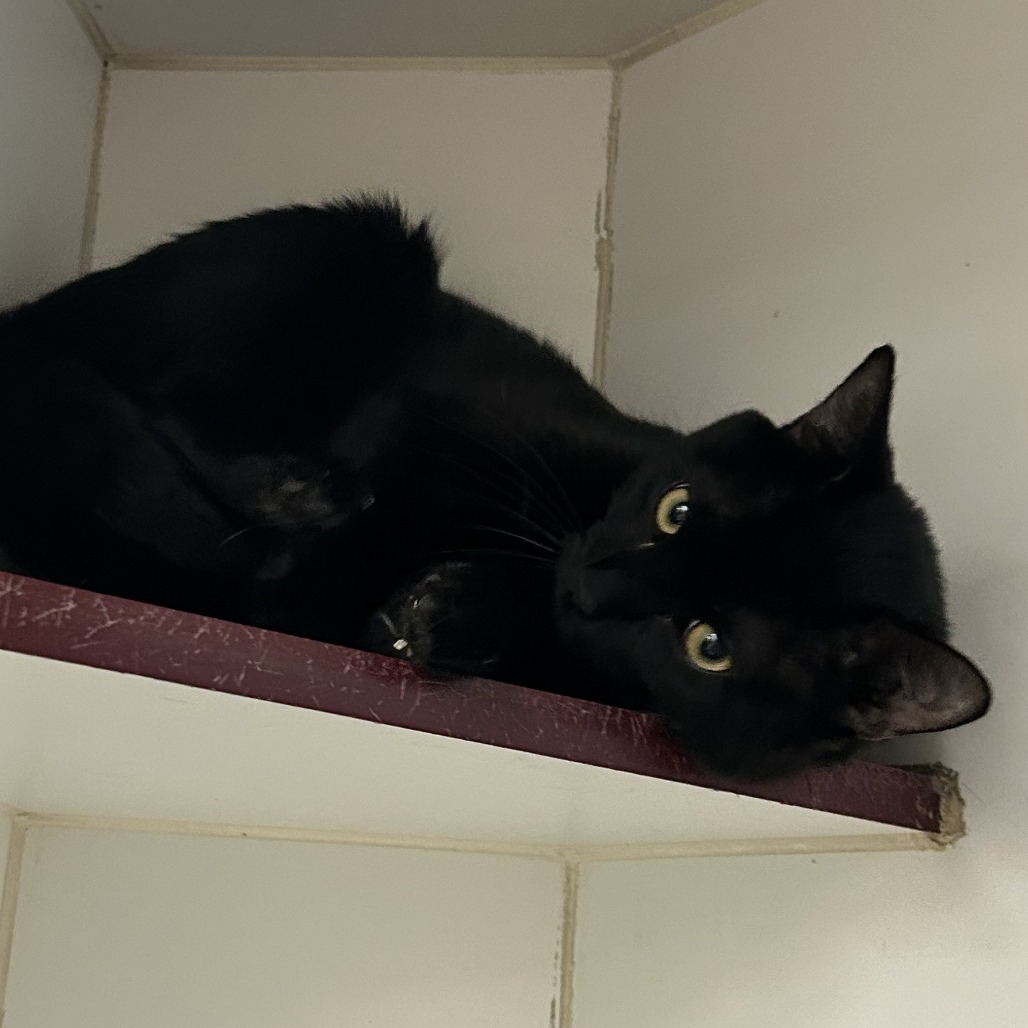 Banana, an adoptable Domestic Short Hair in Cheyenne, WY, 82007 | Photo Image 5