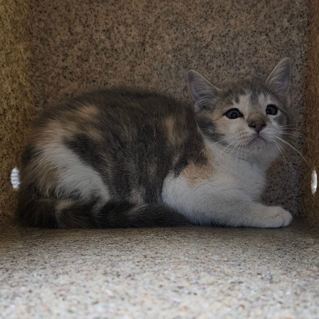 Roller Brush, an adoptable Domestic Short Hair in Cheyenne, WY, 82007 | Photo Image 1