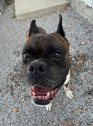 Jax, Senior Male unknown