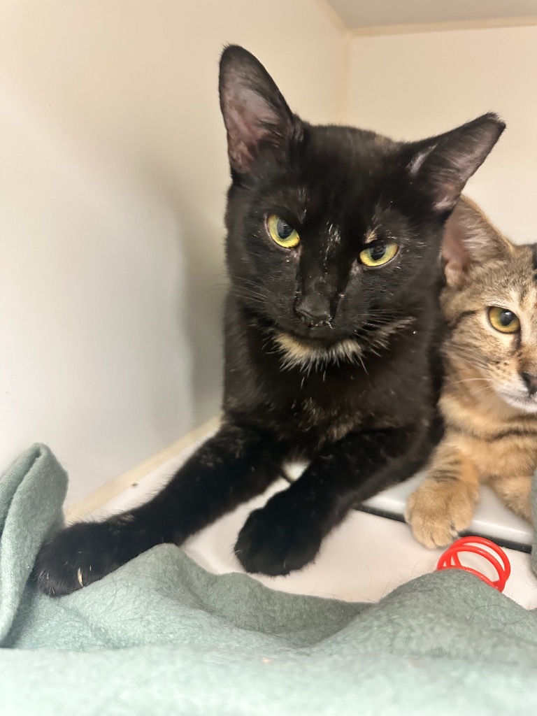 Gabbi (Shannon View)