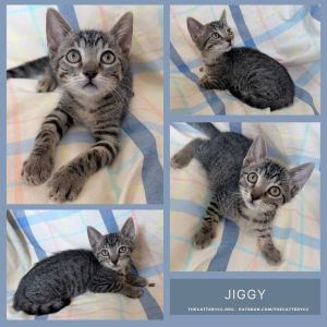 Jiggy, Baby Male unknown