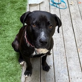 Brownie, Adult Male unknown