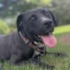 Brownie (Adoption Fee SPONSORED!) photo 1