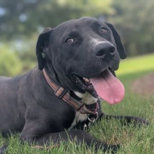 Brownie (Adoption Fee SPONSORED!), Adult Male unknown