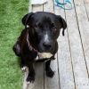 Brownie (Adoption Fee SPONSORED!) photo 2