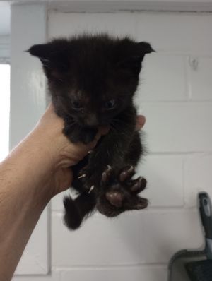 Kelso, Baby Male unknown
