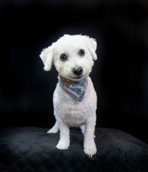 Bailey, Senior Male unknown