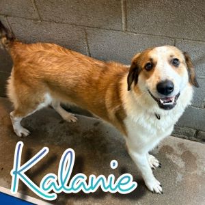 Kalanie, Adult Female unknown