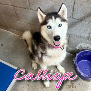 Calliope, Adult Female unknown