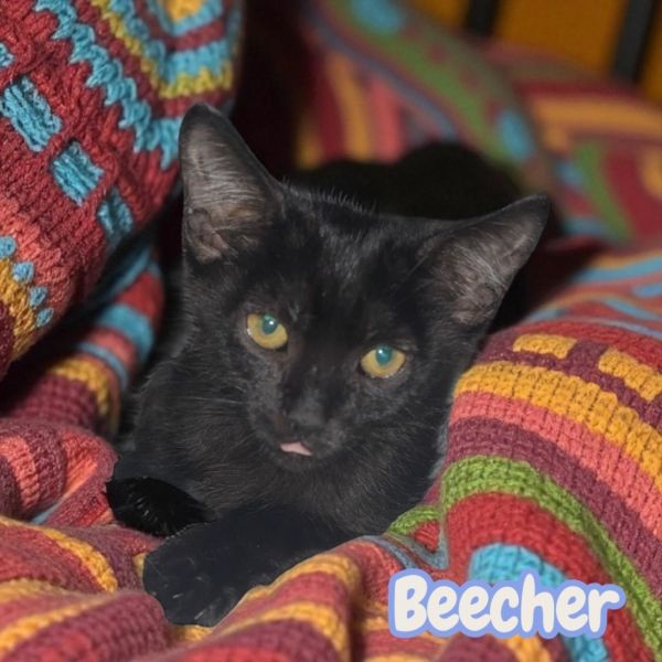 Beecher
