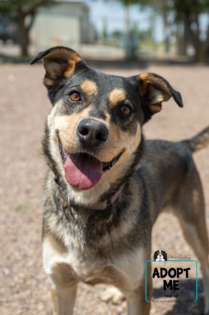 Thor, an adoptable German Shepherd Dog in Rock Springs, WY, 82901 | Photo Image 1