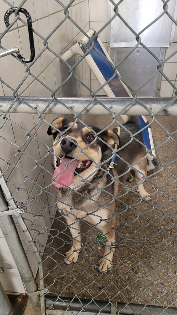 Thor, an adoptable German Shepherd Dog in Rock Springs, WY, 82901 | Photo Image 2
