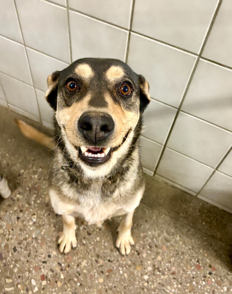 Thor, an adoptable German Shepherd Dog in Rock Springs, WY, 82901 | Photo Image 3