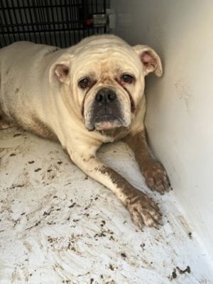 58924498, Adult Female unknown
