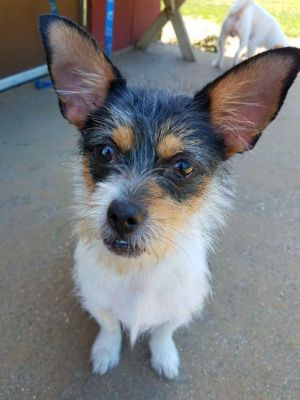 Betty-B, Senior Female unknown