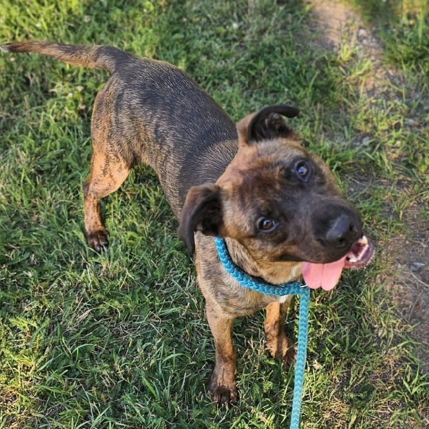 Tamarack, an adoptable Mixed Breed in Priest River, ID, 83856 | Photo Image 1