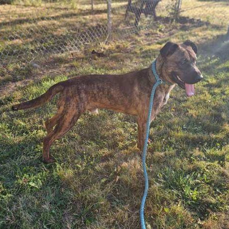 Tamarack, an adoptable Mixed Breed in Priest River, ID, 83856 | Photo Image 2