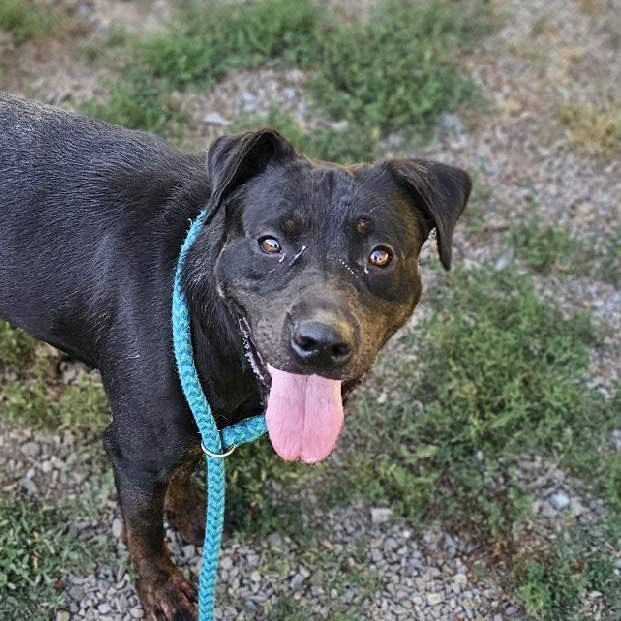 Spruce, an adoptable Mixed Breed in Priest River, ID, 83856 | Photo Image 1