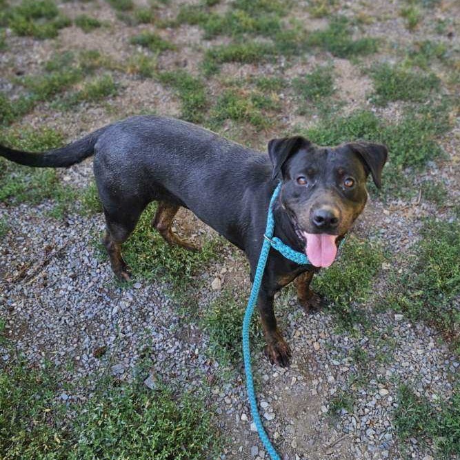 Spruce, an adoptable Mixed Breed in Priest River, ID, 83856 | Photo Image 2