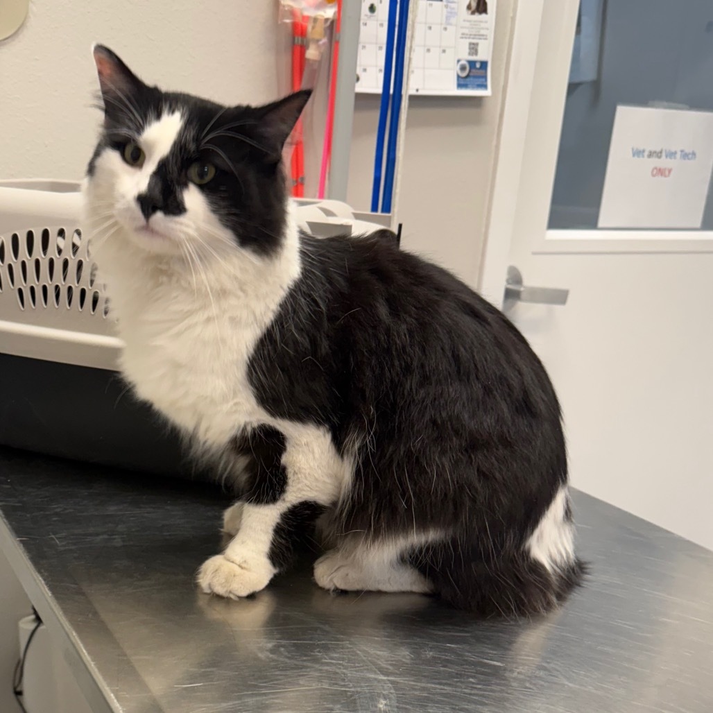 Jumba, an adoptable Domestic Long Hair in Great Falls, MT, 59404 | Photo Image 1