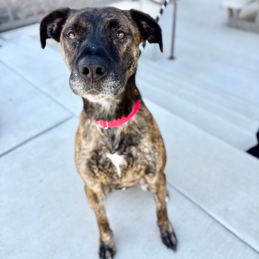 Elam, an adoptable Mixed Breed in Great Falls, MT, 59404 | Photo Image 1