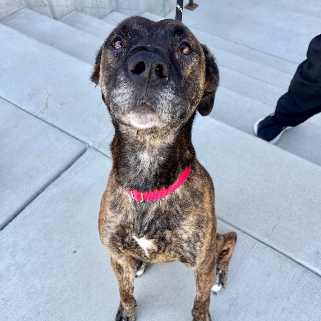 Elam, an adoptable Mixed Breed in Great Falls, MT, 59404 | Photo Image 2