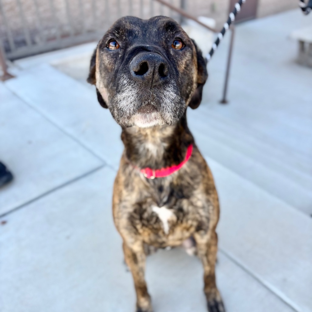 Elam, an adoptable Mixed Breed in Great Falls, MT, 59404 | Photo Image 3