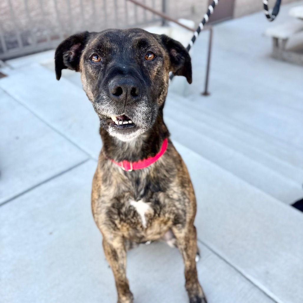 Elam, an adoptable Mixed Breed in Great Falls, MT, 59404 | Photo Image 4